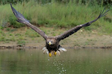 Beyaz Kuyruklu Kartal (Haliaeetus albicilla), Avrasya deniz kartalı ve gölde beyaz kuyruklu deniz kartalı avcılığı olarak da bilinir.