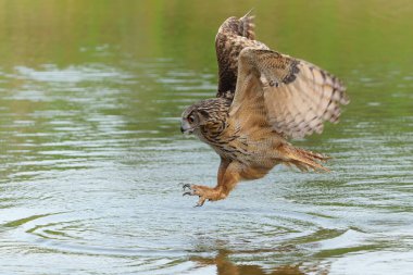 Hollanda 'nın Gelderland kentindeki bir gölün üzerinde uçan Avrupa Kartal Baykuşu (Bubo bubo).                                   