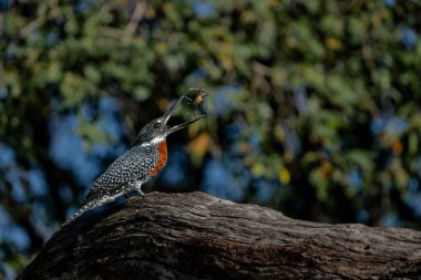 Giant Kingfisher (Megaceryle maxima) fishing in the Chobe River in Botswana clipart