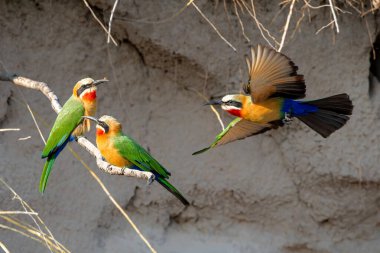 White-fronted Bee-eater (Merops bullockoides) hunting for food to feed the chicks in the holes in the riverbank of the Chobe River in Botswana clipart