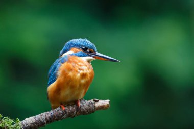 Avrupa 'da yaygın olarak görülen Kingfisher (Alcedo), Hollanda' da yeşil arka planda bir ormanda balık yakalamak için havuzun üzerindeki bir dalda oturmaktadır.