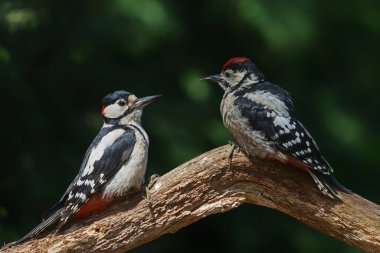 Büyük Benekli Ağaçkakan (Dendrocopos major) Baba ve çocuk. Erkek, Hollanda 'nın Noord Brabant ormanındaki bir dalda oturan yavruyu besliyor..                            