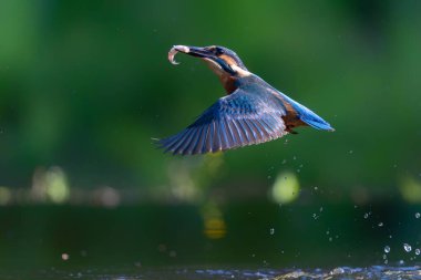 Ortak Kingfisher (Alcedo) Hollanda ormanlarında balık avlamak için uçar ve dalardı