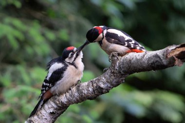 Büyük Benekli Ağaçkakan (Dendrocopos major) Baba ve çocuk. Erkek, Hollanda 'nın Noord Brabant ormanındaki bir dalda oturan yavruyu besliyor..                            