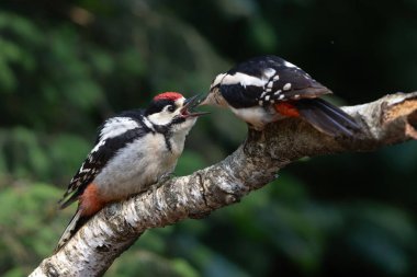 Büyük Benekli Ağaçkakan (Dendrocopos major) Baba ve çocuk. Erkek, Hollanda 'nın Noord Brabant ormanındaki bir dalda oturan yavruyu besliyor..                            