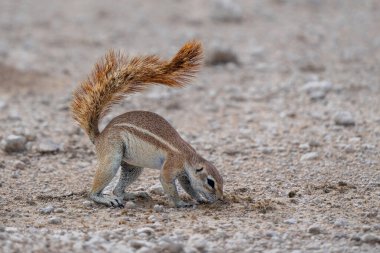 Cape yer sincabı (Geosciurus inauris) yiyecek arar ve kuyruğunu Namibya 'daki Etosha Ulusal Parkı' nda şemsiye olarak kullanır.