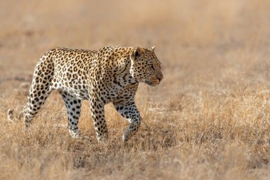 Güney Afrika 'nın Büyük Kruger Bölgesi' nde Sabi Kumları 'nda bir kadını takip eden leopar erkek.