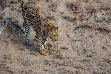 Güney Afrika 'nın Büyük Kruger Bölgesi' nde Sabi Kumları 'nda bir kadını takip eden leopar erkek.