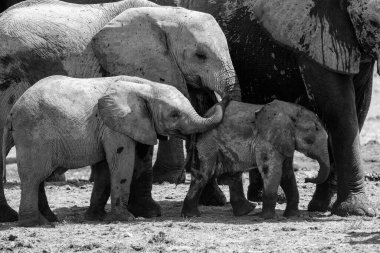 Genç Fil, Namibya 'daki Etosha Ulusal Parkı' ndaki bir su birikintisinde oynuyor ve içiyor.