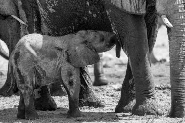 Genç Fil, Namibya 'daki Etosha Ulusal Parkı' ndaki bir su birikintisinde oynuyor ve içiyor.