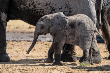 Genç Fil, Namibya 'daki Etosha Ulusal Parkı' ndaki bir su birikintisinde oynuyor ve içiyor.