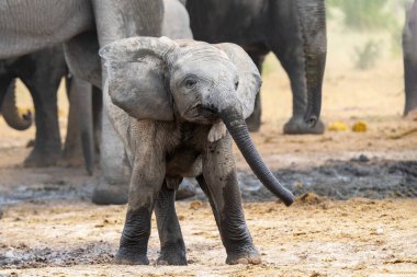 Genç Fil, Namibya 'daki Etosha Ulusal Parkı' ndaki bir su birikintisinde oynuyor ve içiyor.