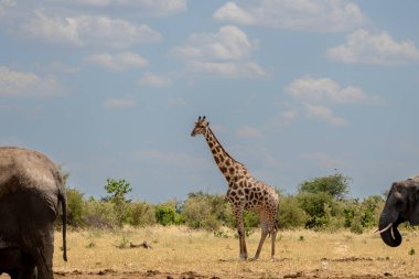 Namibya 'daki kuru ve ıssız Etosha Milli Parkı' nda bir su birikintisinde zürafa içmek.