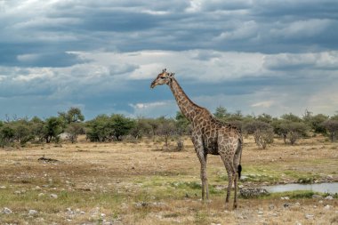 Namibya 'daki kuru ve ıssız Etosha Milli Parkı' nda bir su birikintisinde zürafa içmek.