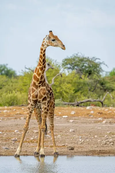 Namibya 'daki kuru ve ıssız Etosha Milli Parkı' nda bir su birikintisinde zürafa içmek.