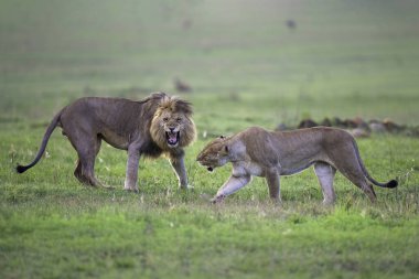 Çiftleşen iki aslan, Güney Afrika 'daki Nkomazi oyun rezervlerinde tamamen aynı fikirde değil.
