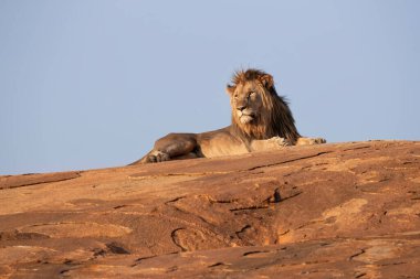 Male lion hanging around in Nkomazi game reserve with rocks and plains at Badplaas in South Africa clipart