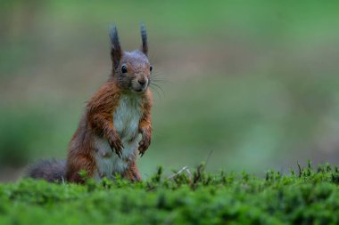 Avrasya kızıl sincabı (Sciurus vulgaris) Hollanda 'nın güneyindeki ormanda sonbaharda yiyecek arar.. 