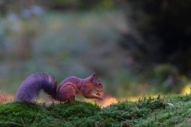 Avrasya kızıl sincabı (Sciurus vulgaris) Hollanda 'nın güneyindeki ormanda sonbaharda yiyecek arar.. 