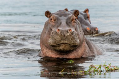 Hippopotamus in the Okavanga Delta in Botswana. An aggressive hippo bull shows dominant behaviour clipart