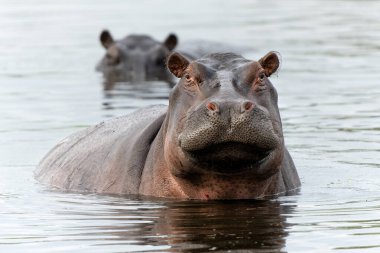 Botswana 'daki Okavanga Deltası' nda su aygırı. Saldırgan bir su aygırı baskın davranışlar sergiler.