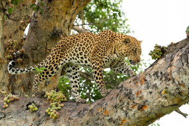 Leopar (Panthera pardus) erkeği Botsvana 'daki Okavango Deltası' nda bir sürü incirle bir ağaçta dinleniyor ve etrafa bakıyor. 