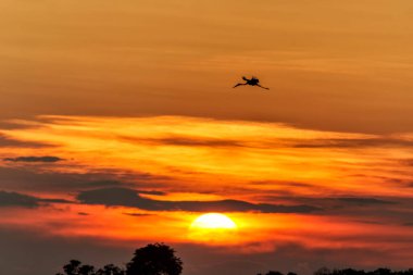 Botsvana 'daki Okavango Deltası' nda kuşlarla birlikte bir gölde gün batımı içkisi.