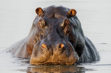 Botswana 'daki Okavanga Deltası' nda su aygırı. Saldırgan bir su aygırı baskın davranışlar sergiler.