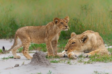 Aslan (Panthera leo) yavrusu dinlendikten sonra uyanır. Aslan yavrusu uyandı ve Botsvana 'daki Okavango Deltası' nda yetişkinlerin ilgisini çekmek istiyor.                            