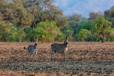 Zebra in the forest of Mana Pools National Park in the dry season in Zimbabwe clipart