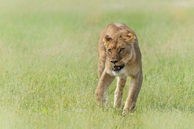 Afrika aslanı (Panthera leo) sabah Botswana 'daki Okavango Delta' da koşuyor..      