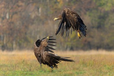 Kartal savaşı. Beyaz kuyruklu kartallar (Haliaeetus albicilla) Polonya ormanlarındaki bir tarlada yiyecek için savaşıyorlar.