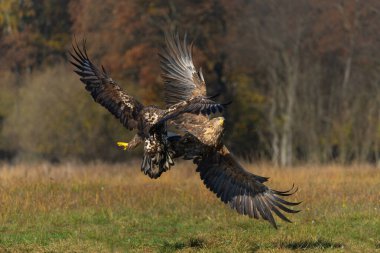 Kartal savaşı. Beyaz kuyruklu kartallar (Haliaeetus albicilla) Polonya ormanlarındaki bir tarlada yiyecek için savaşıyorlar.