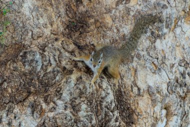 Botsvana 'daki Tuli bloğunda Mashatu oyun parkında bir Mashatu ağacında oturan ağaç sincabı (Paraxerus cepapi)