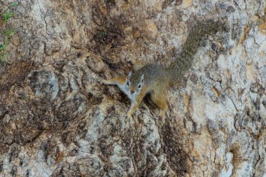 Tree squirrel (Paraxerus cepapi) sitting on a Mashatu tree in Mashatu game reserve in the Tuli block in Botswana clipart