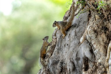 Botsvana 'daki Tuli bloğunda Mashatu oyun parkında bir Mashatu ağacında oturan ağaç sincabı (Paraxerus cepapi)