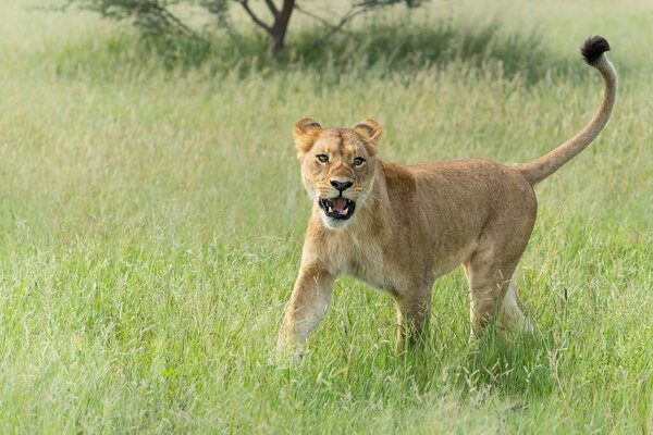 African lion (Panthera leo) running in the morning in the Okavango Delta in Botswana.      