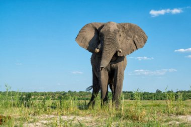 Tekneden inen bir boğa fili ile yakın temas. Afrika filleri yeşil mevsimde Botswana ve Namibya arasında Chobe Nehri 'nde yemek yiyorlar..