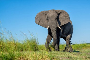 Tekneden inen bir boğa fili ile yakın temas. Afrika filleri yeşil mevsimde Botswana ve Namibya arasında Chobe Nehri 'nde yemek yiyorlar..