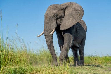 Tekneden inen bir boğa fili ile yakın temas. Afrika filleri yeşil mevsimde Botswana ve Namibya arasında Chobe Nehri 'nde yemek yiyorlar..