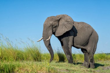 Tekneden inen bir boğa fili ile yakın temas. Afrika filleri yeşil mevsimde Botswana ve Namibya arasında Chobe Nehri 'nde yemek yiyorlar..