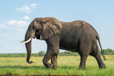 Tekneden inen bir boğa fili ile yakın temas. Afrika filleri yeşil mevsimde Botswana ve Namibya arasında Chobe Nehri 'nde yemek yiyorlar..