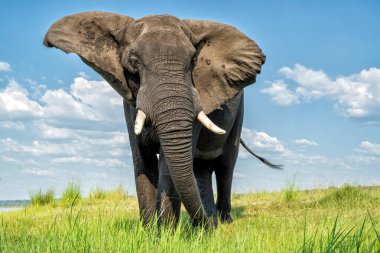 Tekneden inen bir boğa fili ile yakın temas. Afrika filleri yeşil mevsimde Botswana ve Namibya arasında Chobe Nehri 'nde yemek yiyorlar..