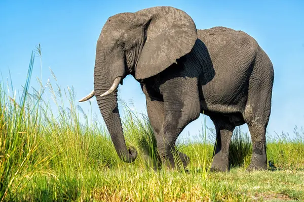 Tekneden inen bir boğa fili ile yakın temas. Afrika filleri yeşil mevsimde Botswana ve Namibya arasında Chobe Nehri 'nde yemek yiyorlar..