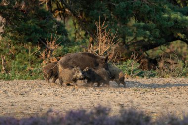   Yaban domuzu (Sus scrofa), domuz, yaban domuzu veya Avrasya yaban domuzu olarak da bilinir. Bu yaban domuzu yavrularıyla birlikte sonbaharın başında Veluwe NP-Hollanda 'da yiyecek arıyor..                             