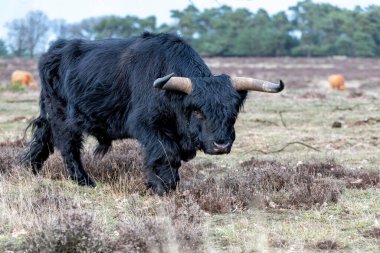 Hollanda 'nın Veluwe Bölgesi' ndeki bir milli parktaki İskoç dağlı veya İskoç sığırları (Bos taurus taurus). 