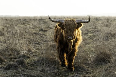 Hollanda 'nın Veluwe Bölgesi' ndeki bir milli parktaki İskoç dağlı veya İskoç sığırları (Bos taurus taurus). 