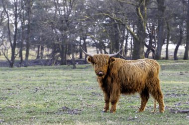 Hollanda 'nın Veluwe Bölgesi' ndeki bir milli parktaki İskoç dağlı veya İskoç sığırları (Bos taurus taurus). 