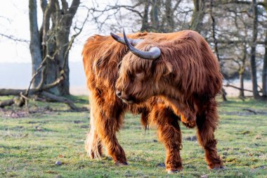 Hollanda 'nın Veluwe Bölgesi' ndeki bir milli parktaki İskoç dağlı veya İskoç sığırları (Bos taurus taurus). 