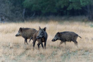   Yaban domuzu (Sus scrofa), domuz, yaban domuzu veya Avrasya yaban domuzu olarak da bilinir. Bu yaban domuzu yavrularıyla birlikte sonbaharın başında Veluwe NP-Hollanda 'da yiyecek arıyor..                             